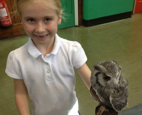 Owl Visit 2016