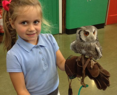 Owl Visit 2016