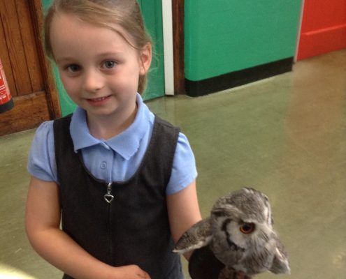 Owl Visit 2016