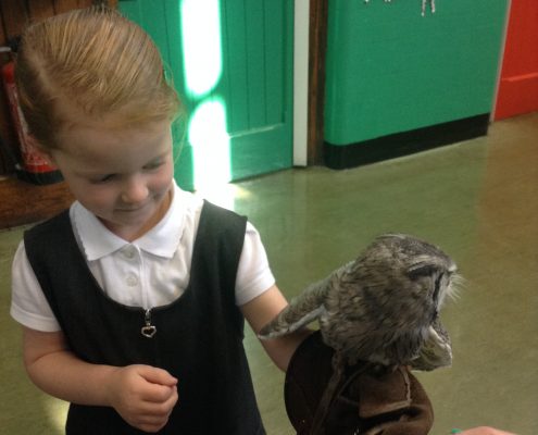 Owl Visit 2016