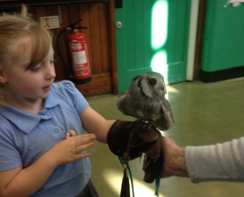 Owl Visit 2016