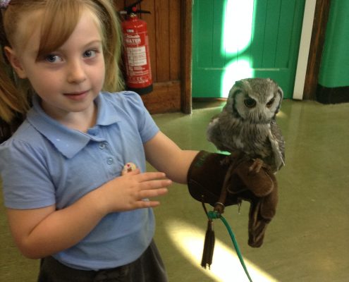Owl Visit 2016