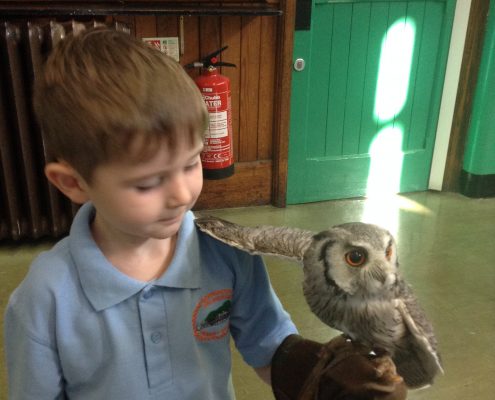 Owl Visit 2016