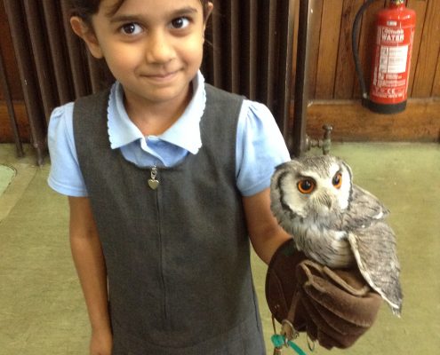 Owl Visit 2016